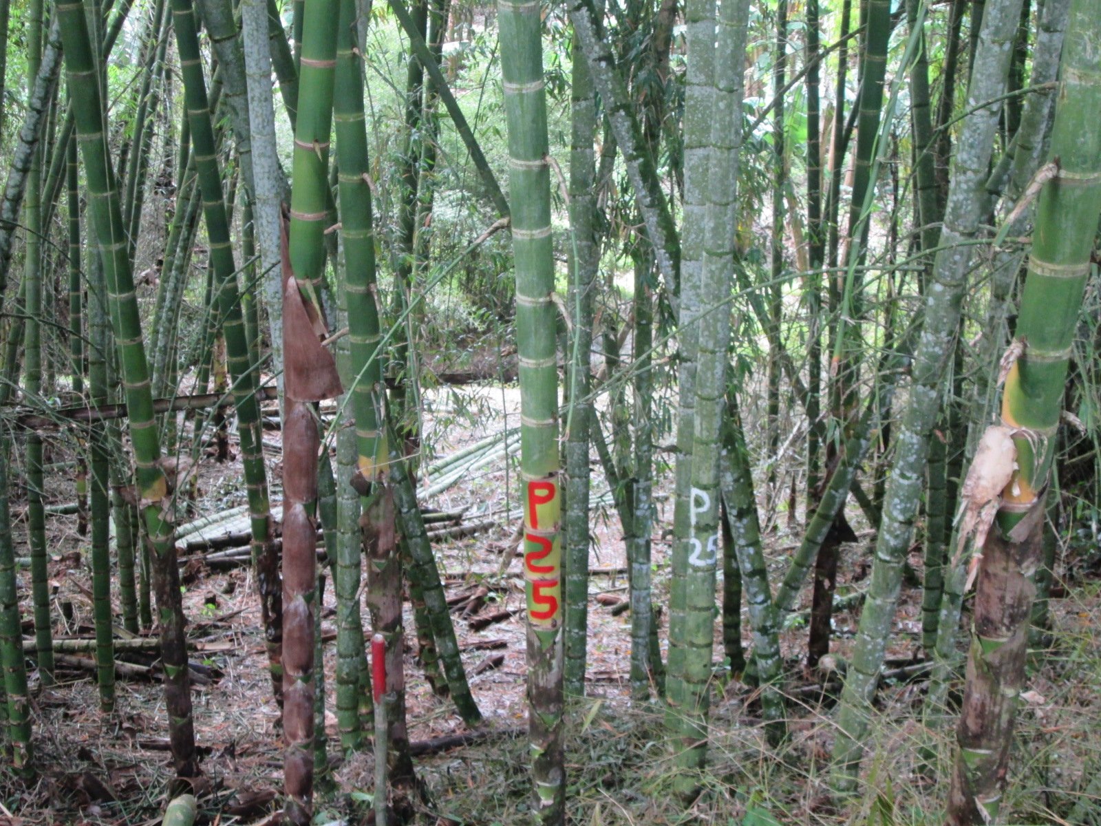 Guadual y paisaje institucional SIBGuadua
