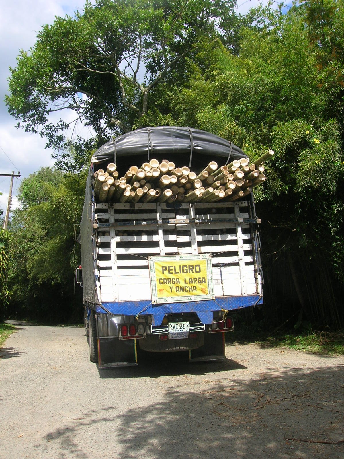 Cultivo silvicultural y rodales de Guadua en Quindío