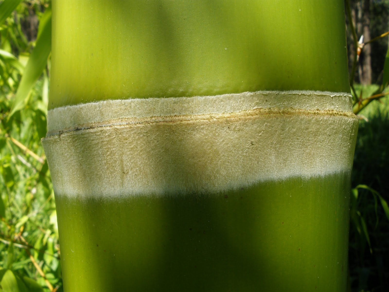 Bosque y rodal de Guadua angustifolia Kunth - Investigación y cooperación científica en Colombia y Latinoamérica